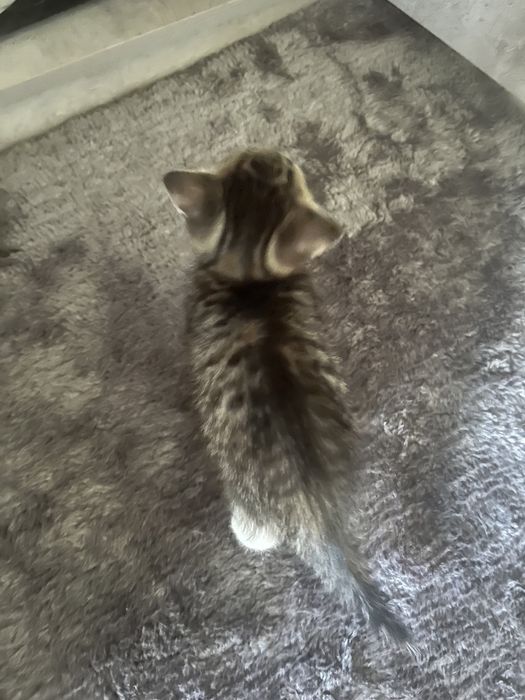 Котенок девочка в добрые руки