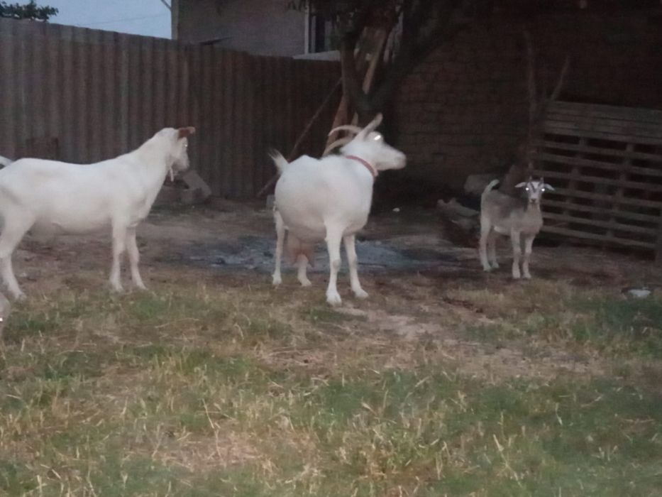 Ешкілер пародалы