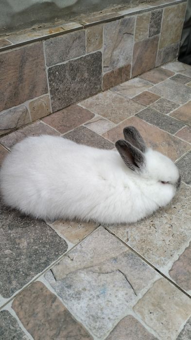 Iepuri maturi California