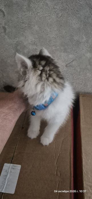 Отдам котенка бесплатно