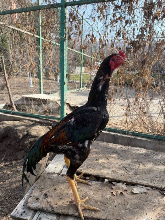 продаю хороших джуджиков