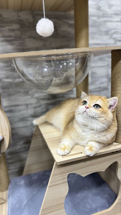 Британский кот ny12 (на вязку)