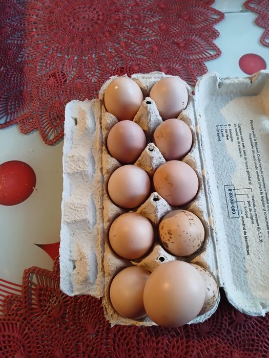 Oua pentru incubat wyandotte Gsg