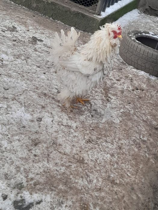 Găini și cocoși strumski