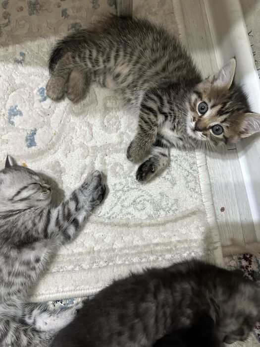 Продам британских котят