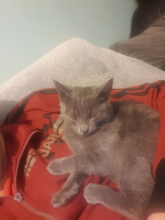 Пдарявам женско сиво коте