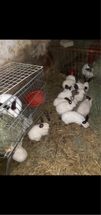 Iepuri carne si companie California