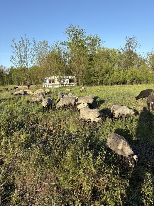 Vând oi romanov cu miei si fara miei