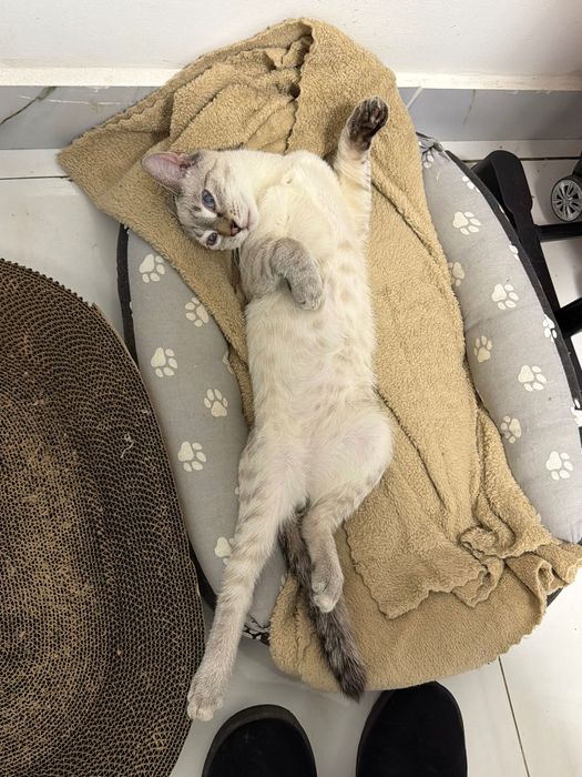 Котенок подросток мальчик