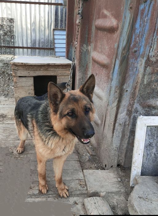 Продажа немецкая овчарка