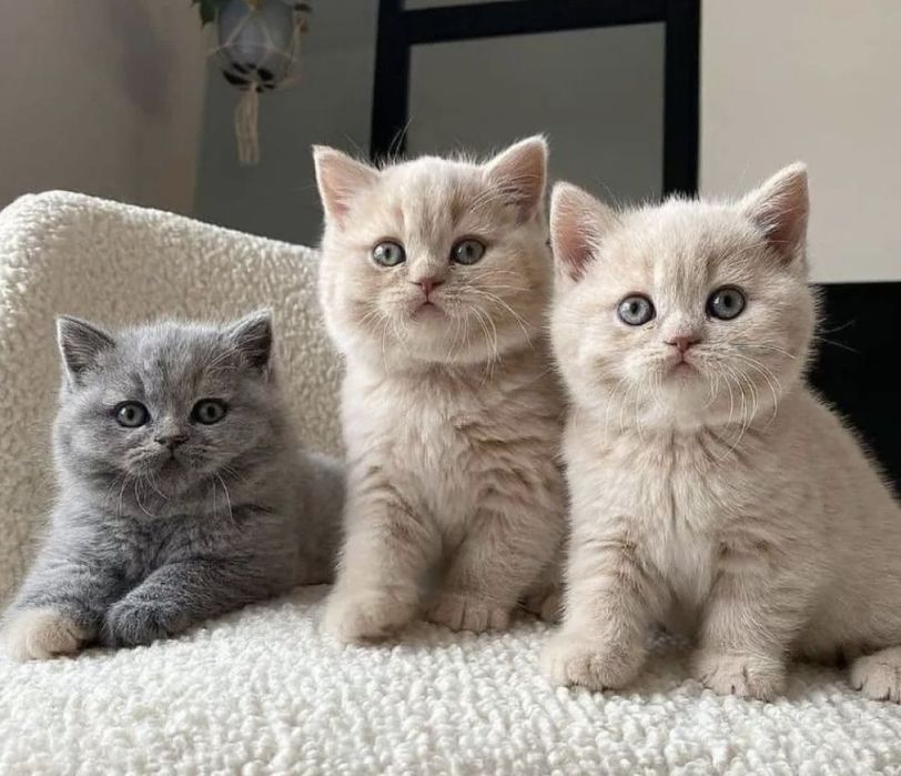 Замечательные Котяточки