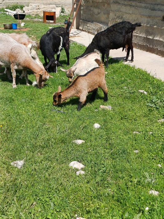 Козье молоко, ешкі сүті сатылады