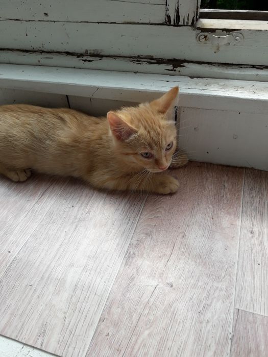 Срочно пристраиваем котенка