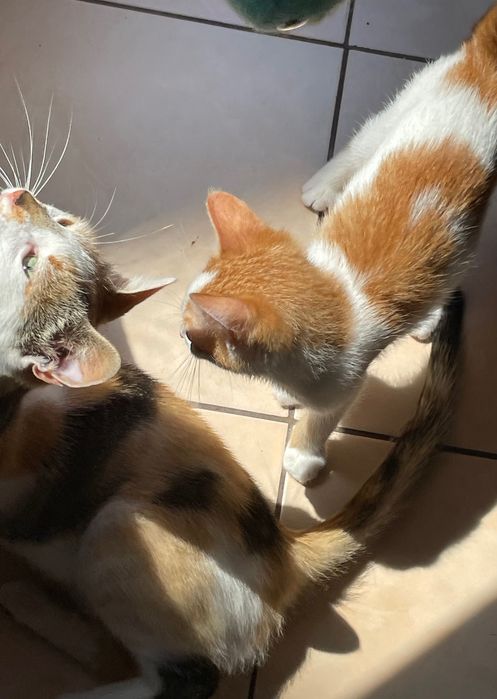 Подарявам малко коте