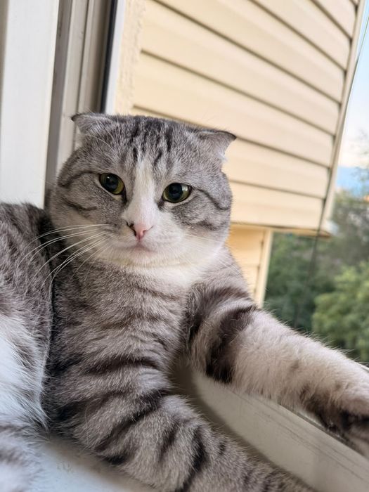 Продам кота скоттиш фолда