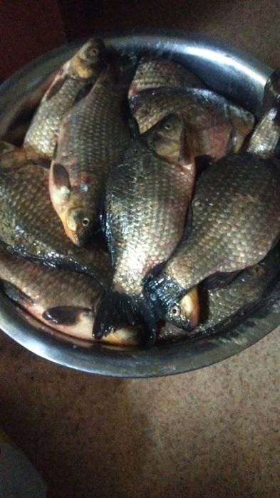 Свежая Рыба! Звоните!