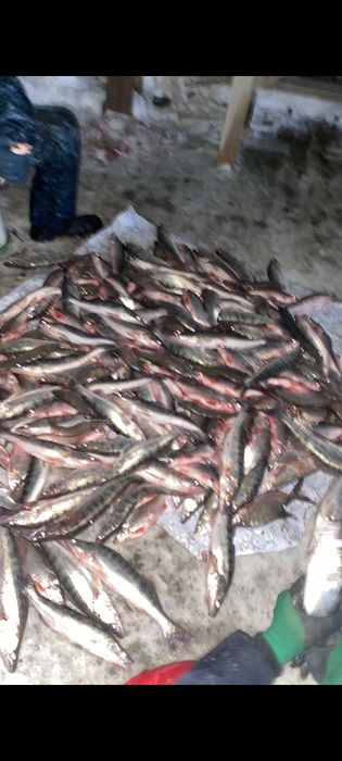 Судакк сатылады свежый