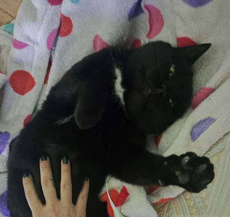 Сладко-булочный кот ищет дом !