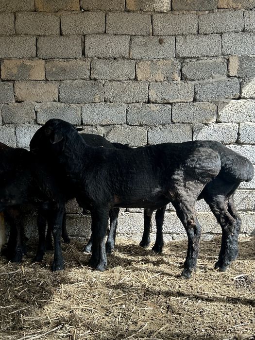 Кошкар 1-1,5 жасар