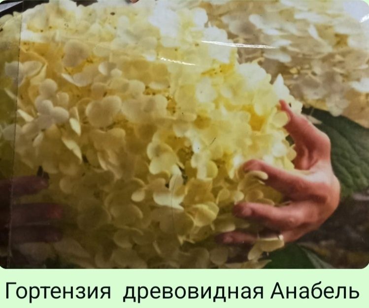 Дубовые и можевеловые веники.