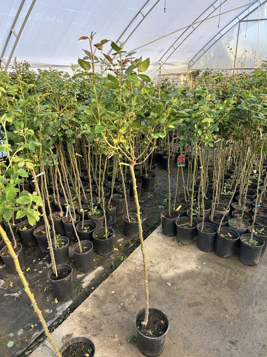 Trandafir copac la ghiveci