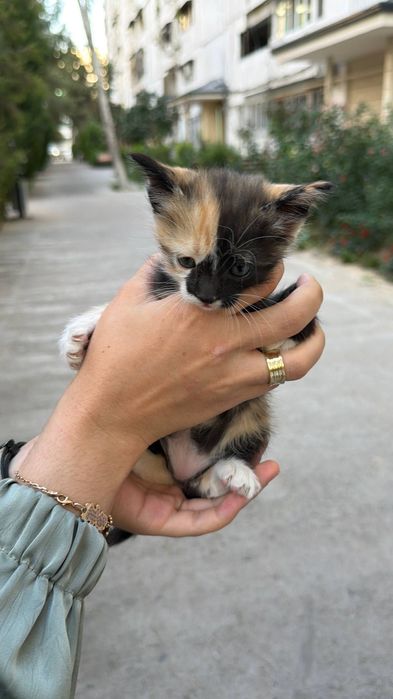 Отдадим котенка в добрые и надежные руки