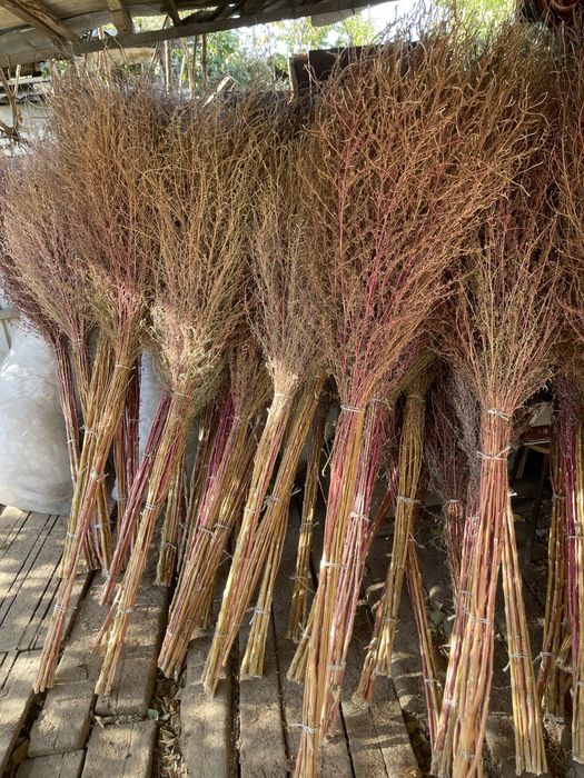 Үлкен мүшесі бар орыс әйелімен жыныстық қатынас