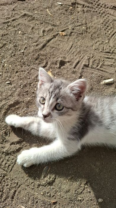 Котёнок ищет дом