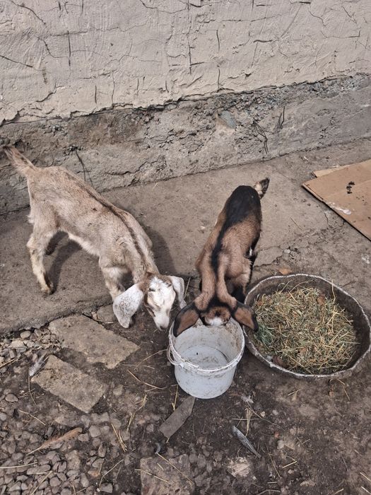 Нубиски лақтар сатылады