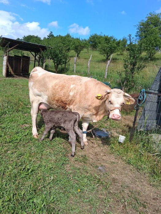 Vând junincă cu vițel