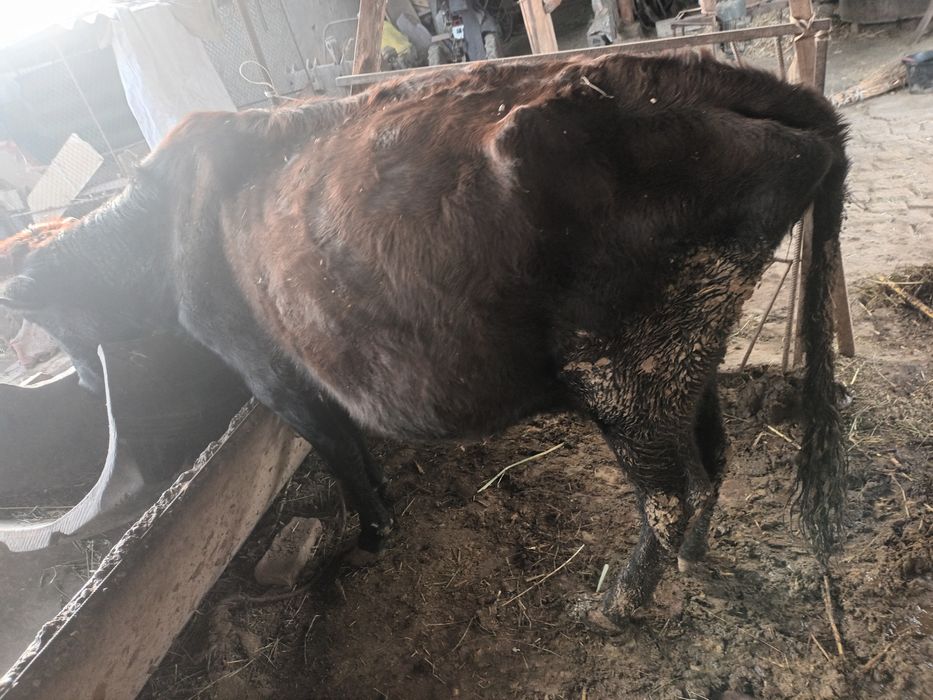 Ona  bola sigir sotiladi