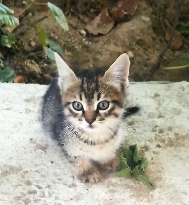Подарявам котенца