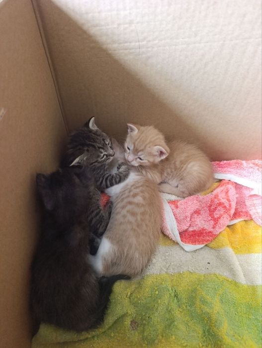 Отдам котят мальчик девочка