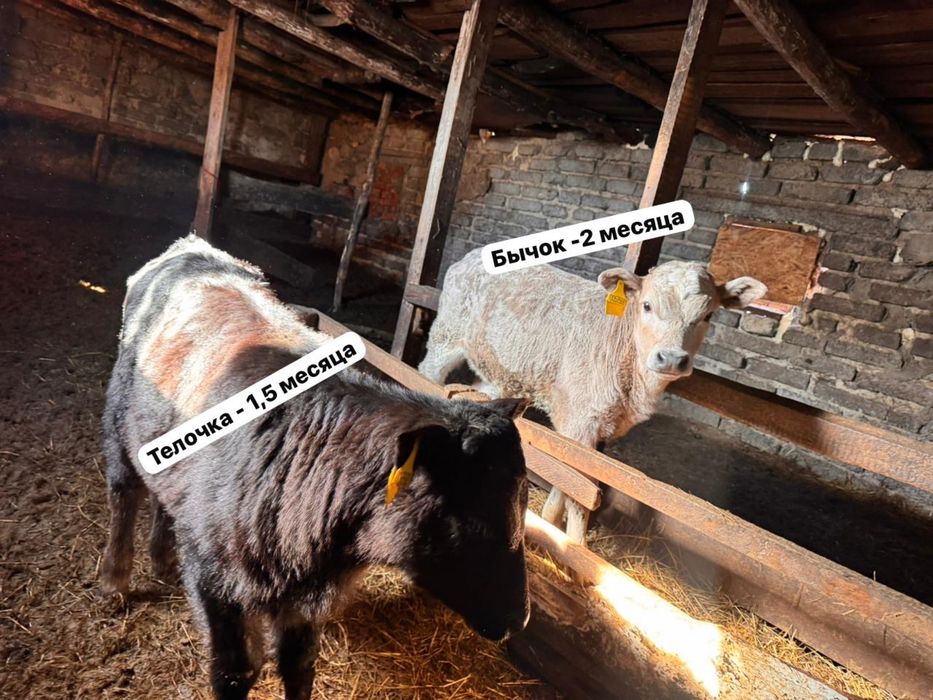 Телята 1,5-2-8 месяцев