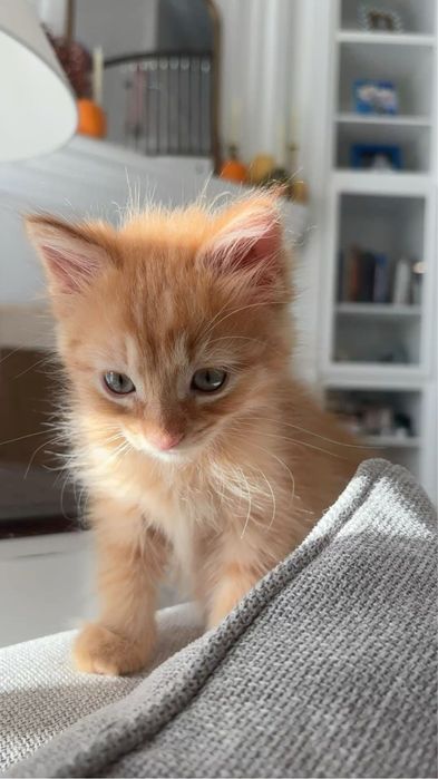 Котенок рыжий домашний