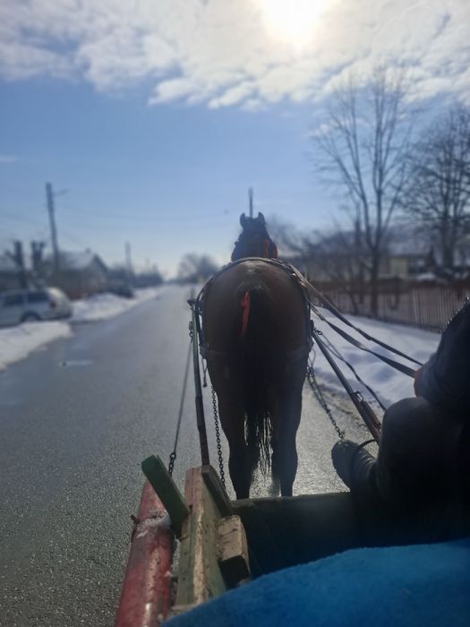 Vând IAPĂ de 4 anii