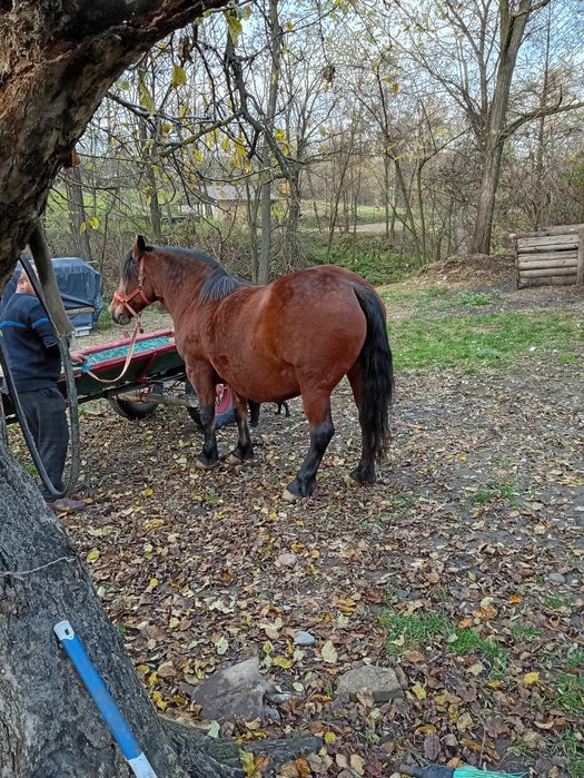 Iapă de vânzare se vinde