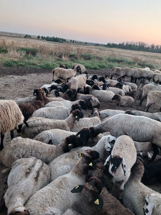 Vând oi și capre
