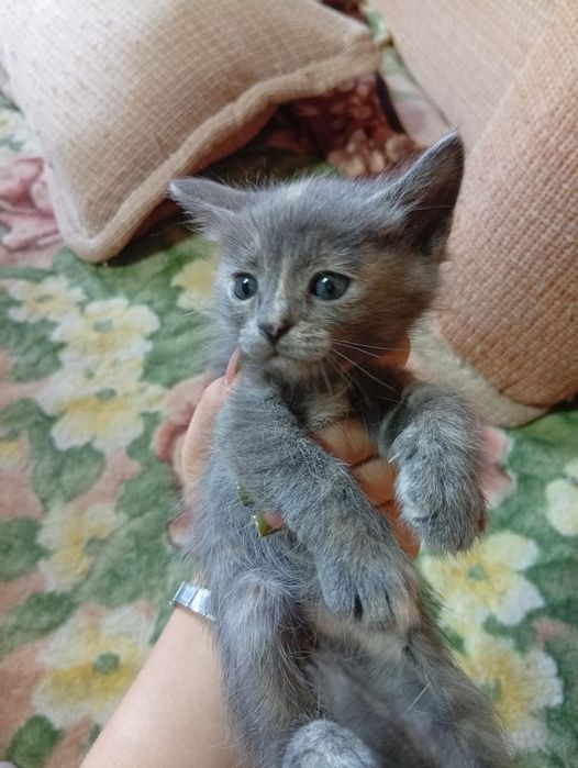 Отдам котят , в добрые руки