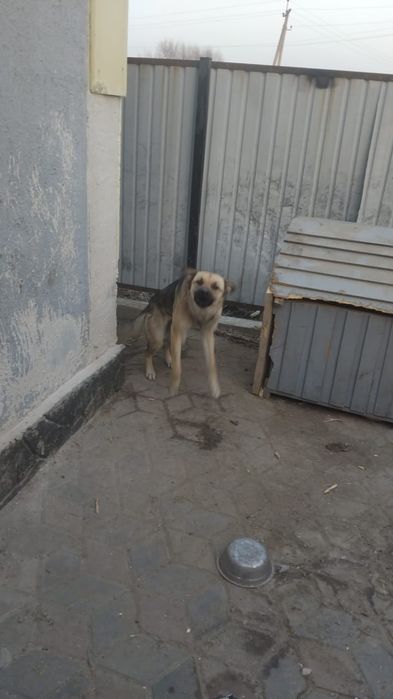 Собака восточная авчарка