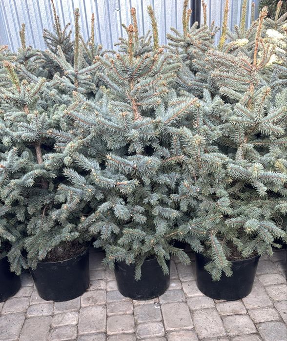 Елка в горшке живая