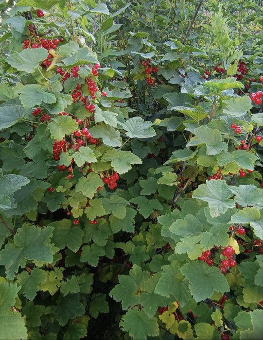 Продам дачу 8соток в дачном обществе горизонт.