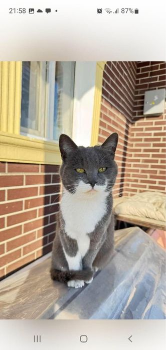 Кошечки в добрые руки