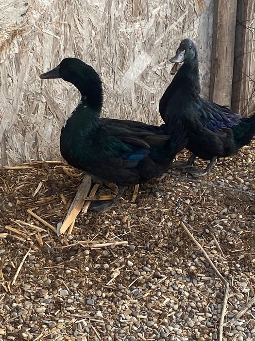 pareche de rată si ratoi cayuga,