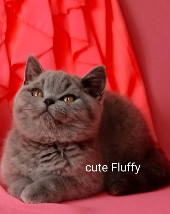 Питомник Cute flyffy котята
