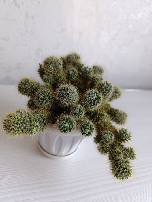 Кактус .              .