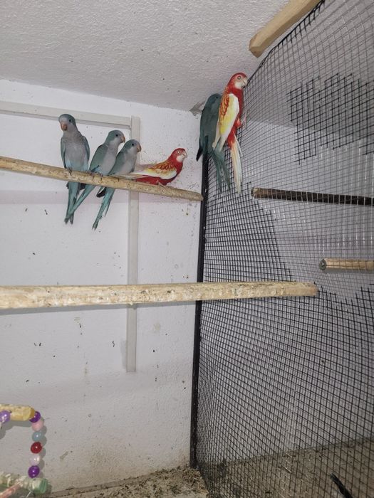 Vind, schimb Papagali rosella penant,peruși, călugări