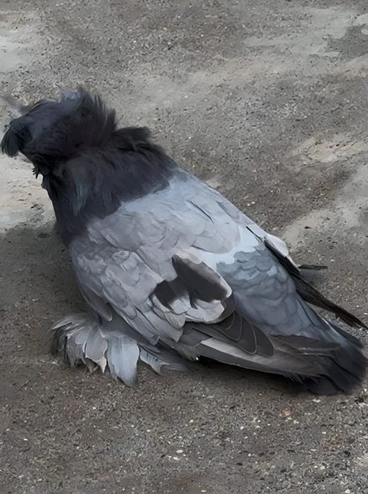 Uriasi maghiari-tobosari de buhara