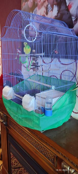 Продам попугайчика