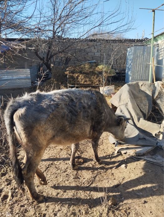 Буаз сиыр сатылады